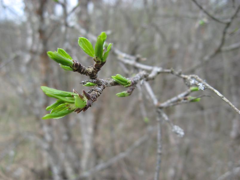 Koiva katamaraanimatk