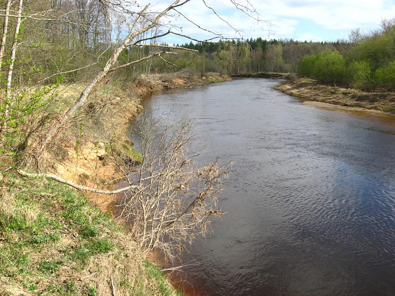 Koiva katamaraanimatk