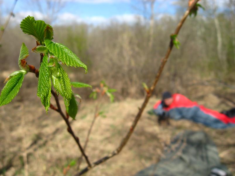 Koiva katamaraanimatk