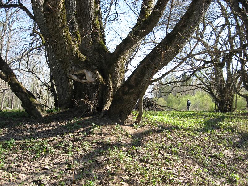 Koiva katamaraanimatk