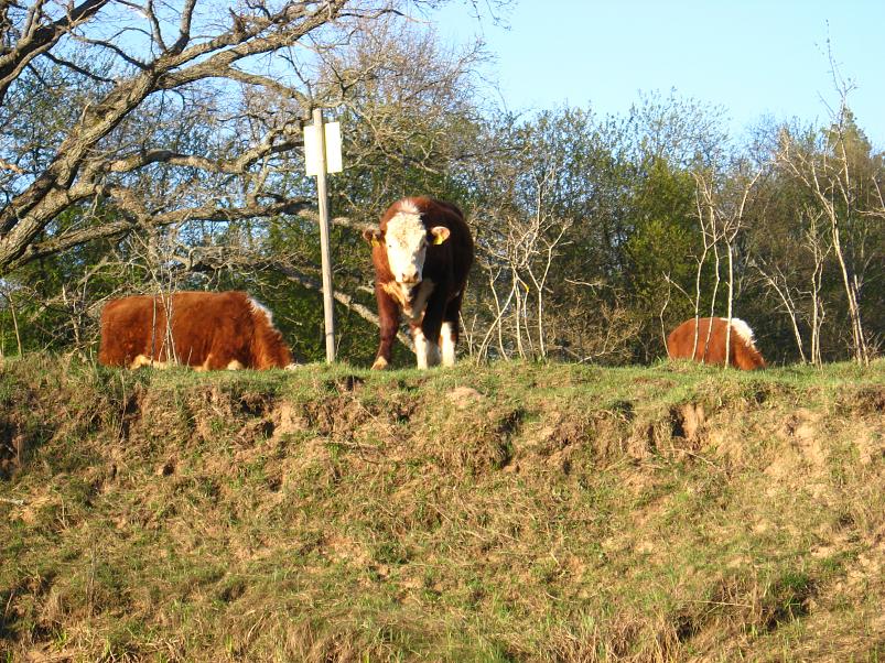 Koiva katamaraanimatk