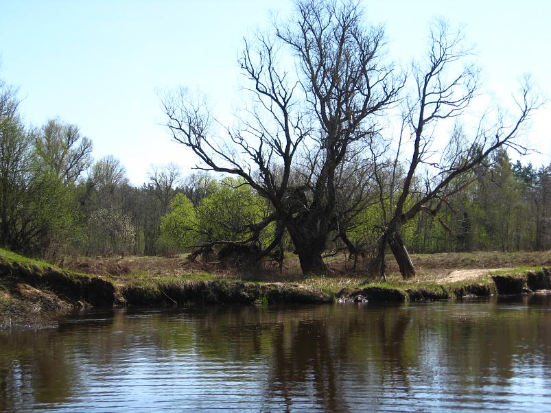 Koiva katamaraanimatk