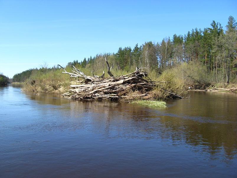 Koiva katamaraanimatk