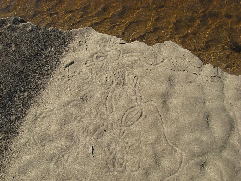 Koiva katamaraanimatk