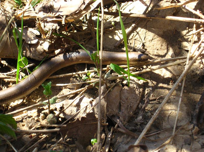 Koiva katamaraanimatk