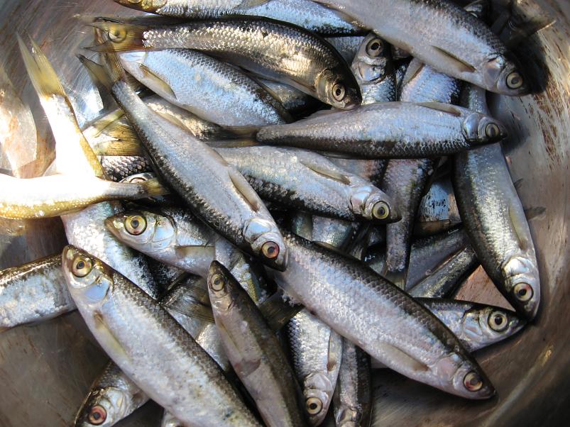 Koiva katamaraanimatk