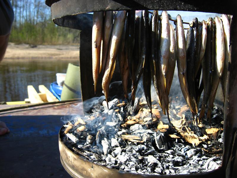 Koiva katamaraanimatk