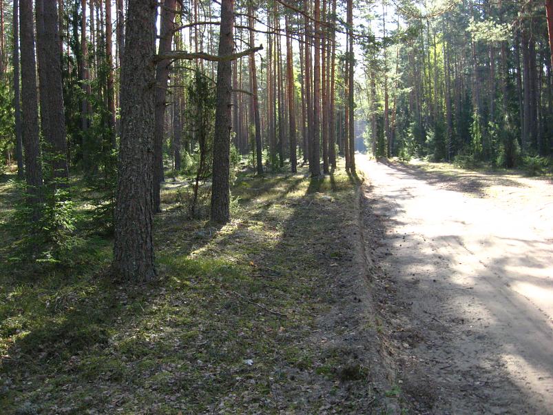 Koiva katamaraanimatk