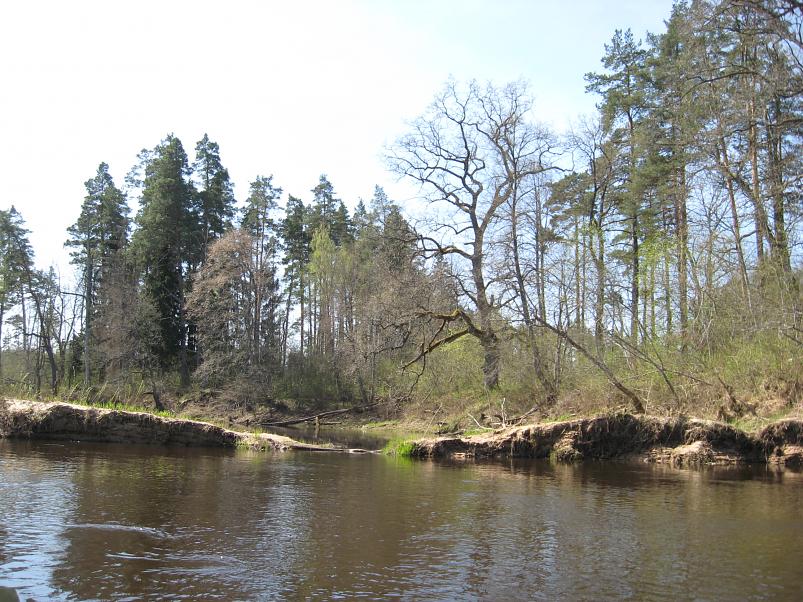 Koiva katamaraanimatk