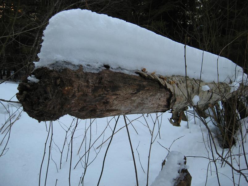 R�tsadega Pedjal 2009