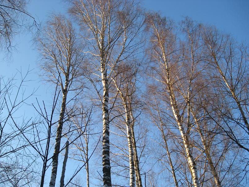 R�tsadega Pedjal 2009