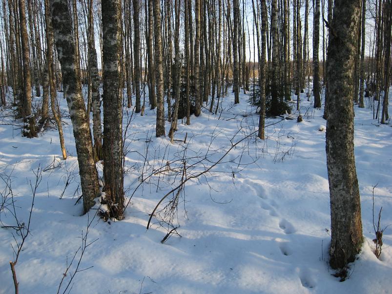 Koosa k�lmamatk 2009