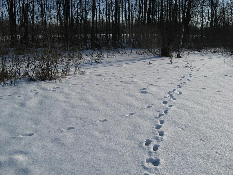 Koosa k�lmamatk 2009