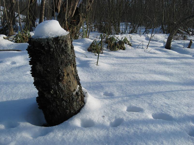 Koosa k�lmamatk 2009