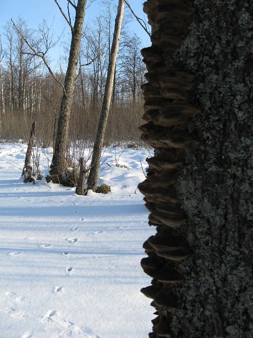 Koosa k�lmamatk 2009