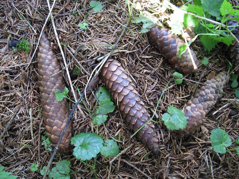 P�ltsamaa j�el 2008