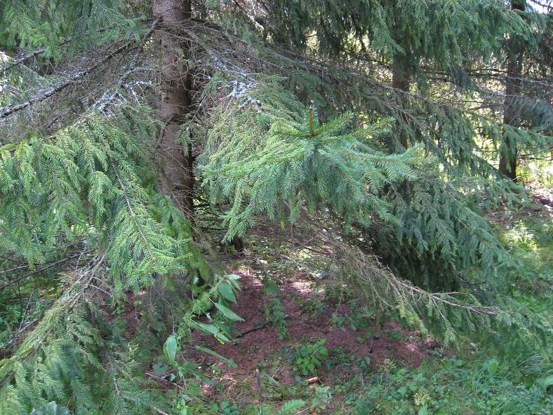 P�ltsamaa j�el 2008