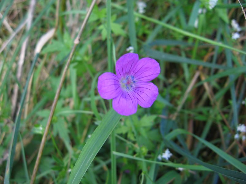 P�ltsamaa j�el 2008