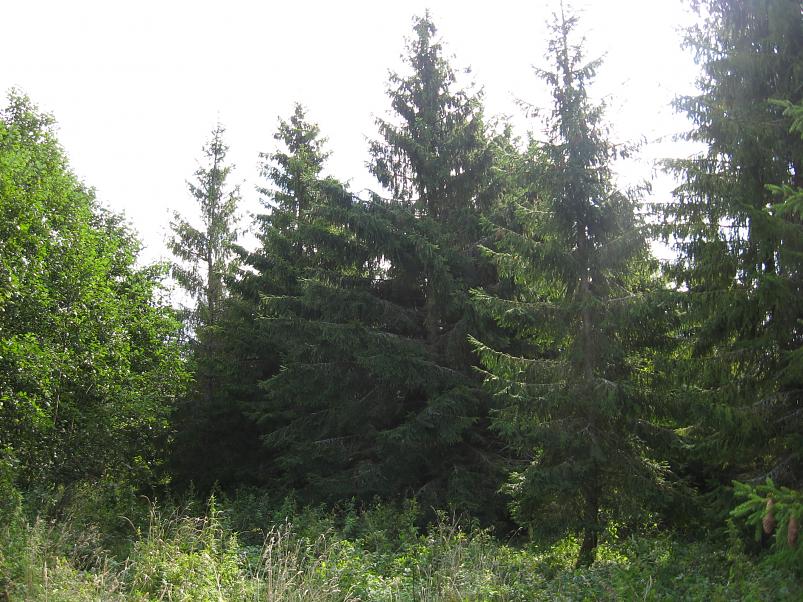 P�ltsamaa j�el 2008