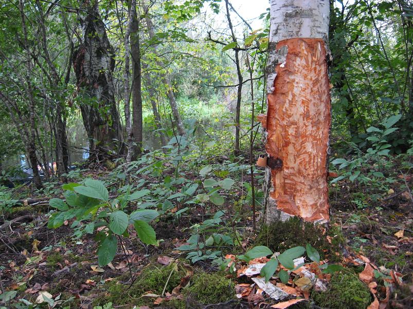 P�ltsamaa j�el 2008