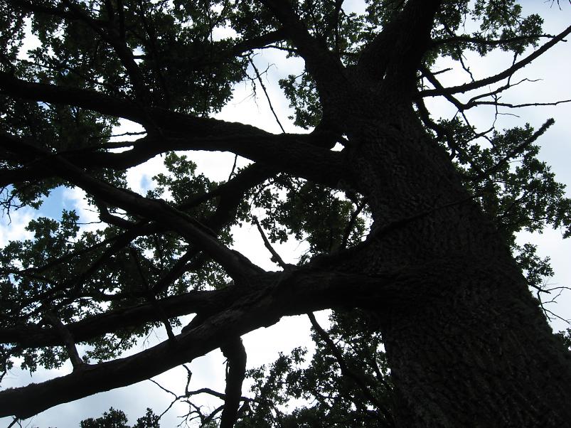 P�ltsamaa j�el 2008