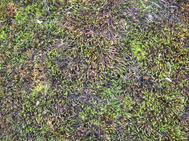 P�ltsamaa j�el 2008