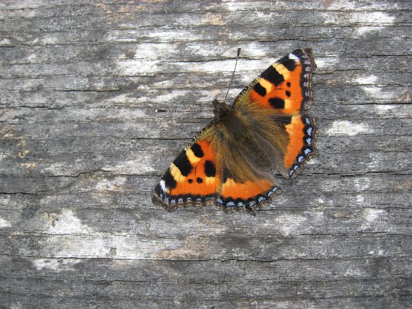 P�ltsamaa j�el 2008