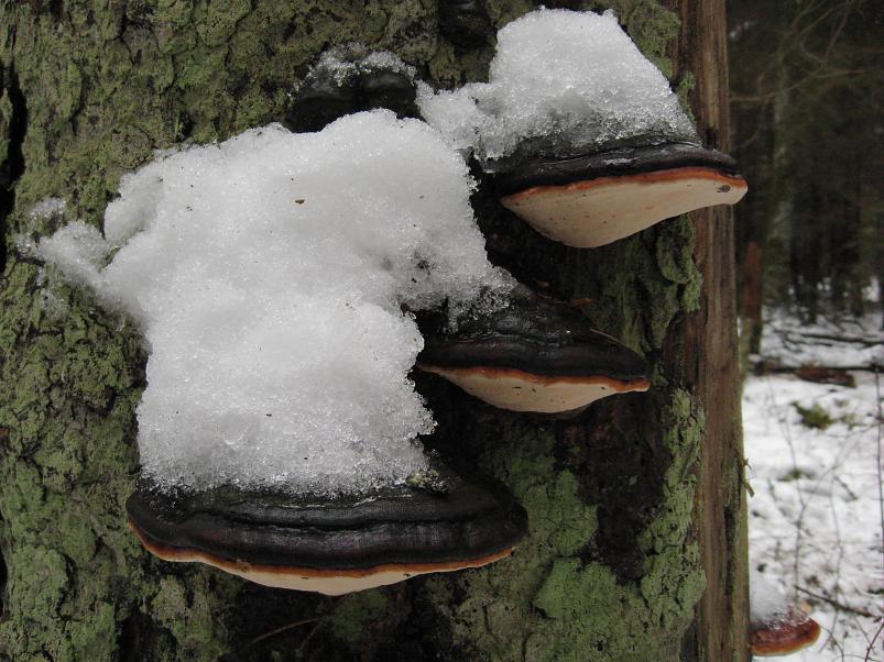 L�una-K�rvemaal 2008