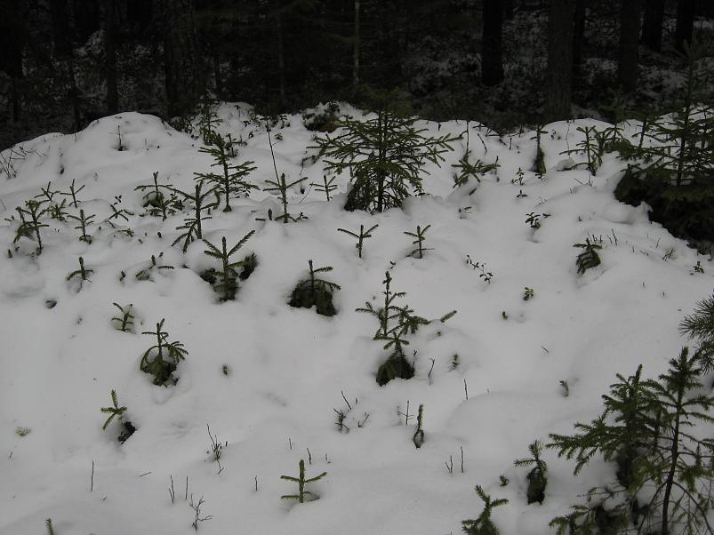 L�una-K�rvemaal 2008