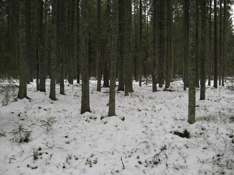 L�una-K�rvemaal 2008