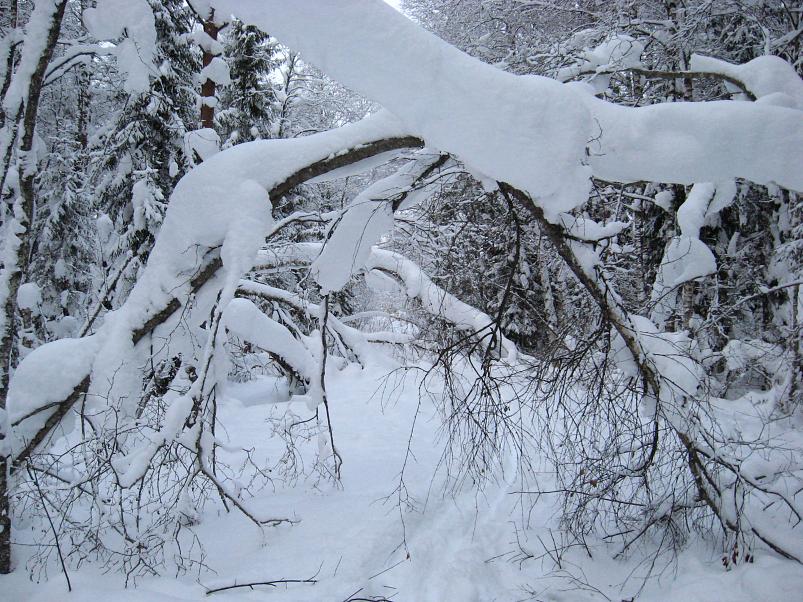 Vaali suusamatk 2011