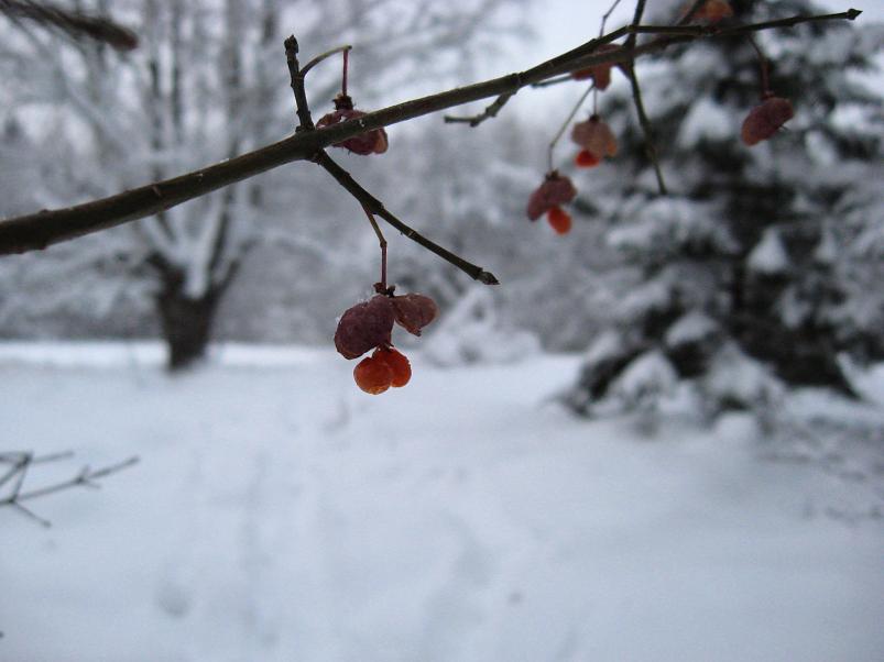 Vaali suusamatk 2011