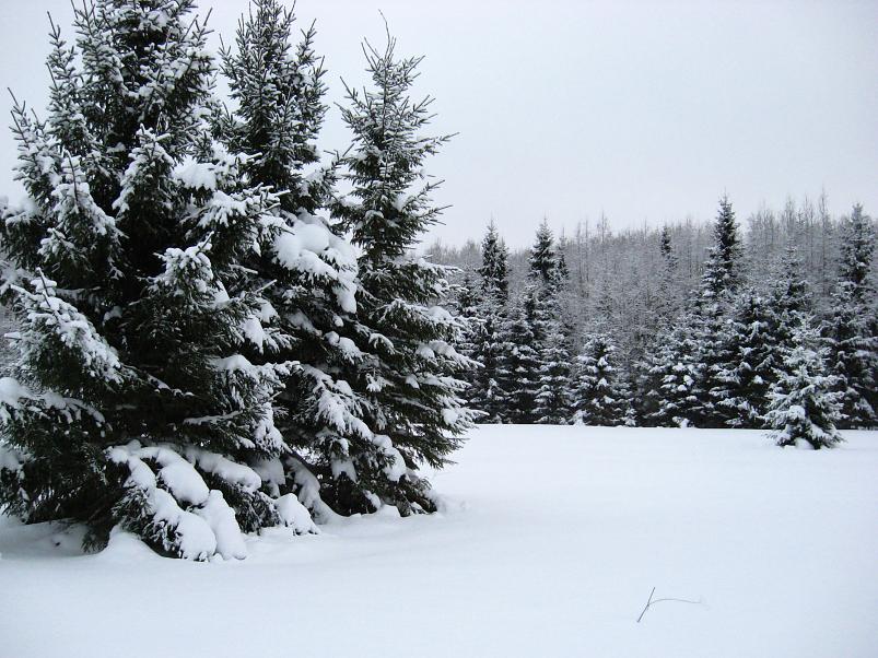 Vaali suusamatk 2011