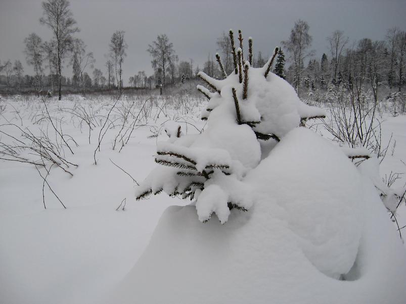 Vaali suusamatk 2011