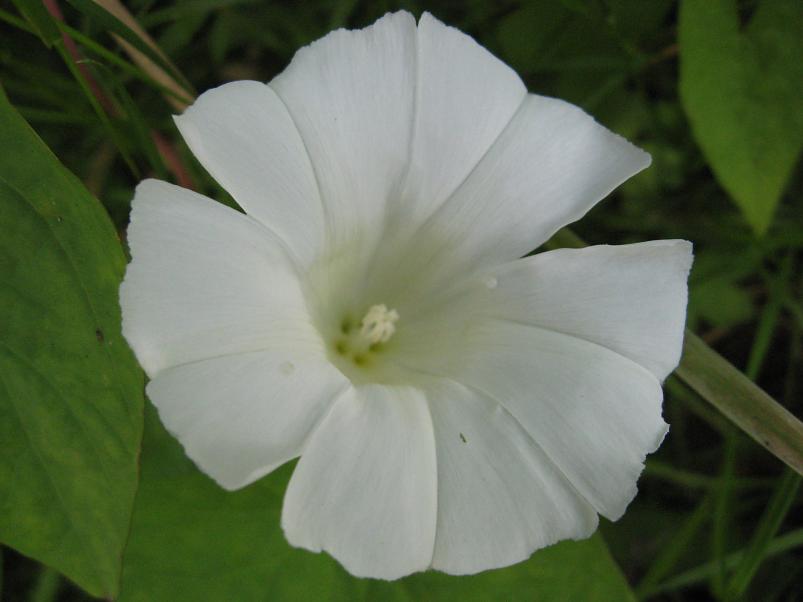 Narva ja Poruni j�gi 2007