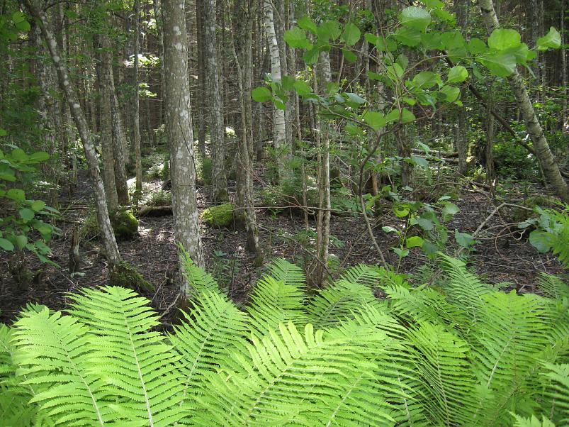 Narva ja Poruni j�gi 2007