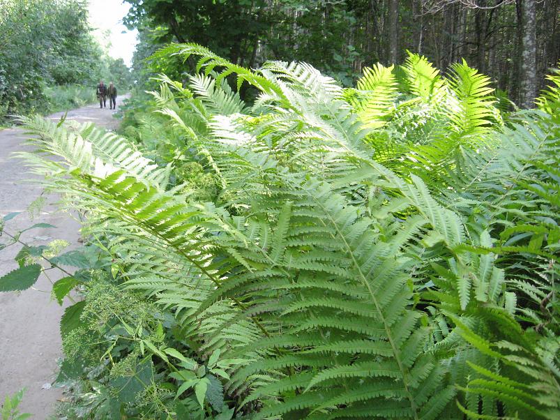 Narva ja Poruni j�gi 2007