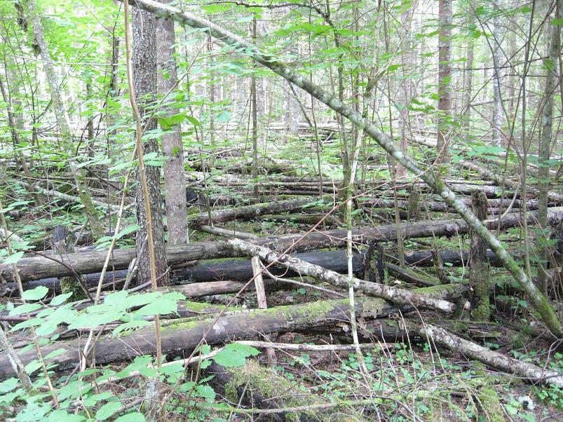 Narva ja Poruni j�gi 2007