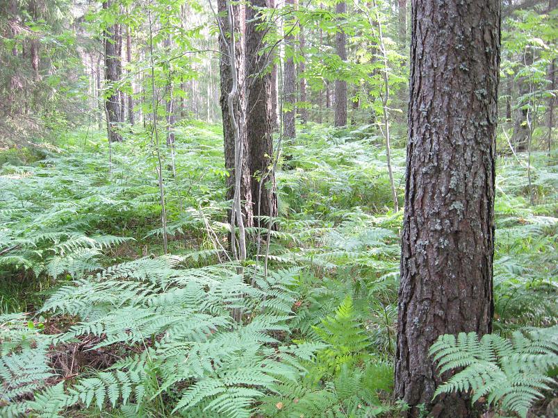 Narva ja Poruni j�gi 2007