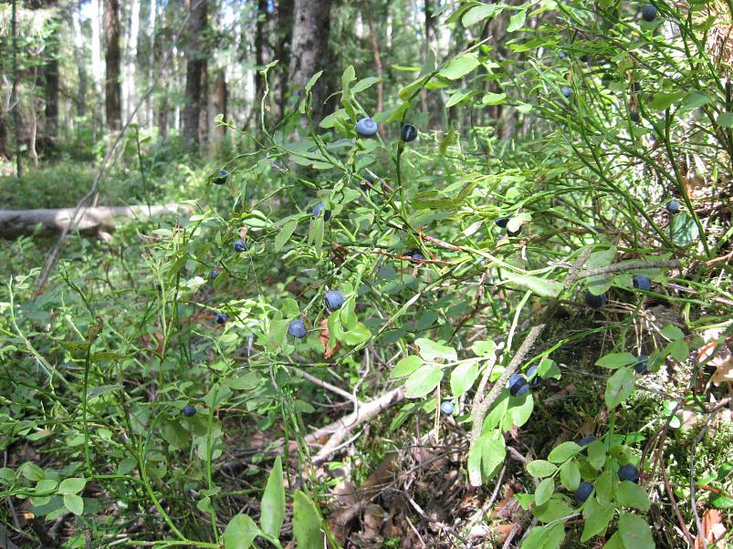 Narva ja Poruni j�gi 2007