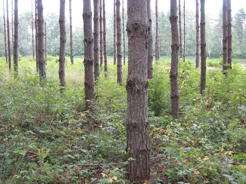 Narva ja Poruni j�gi 2007