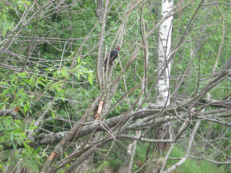 Tartust Peipsisse 2007