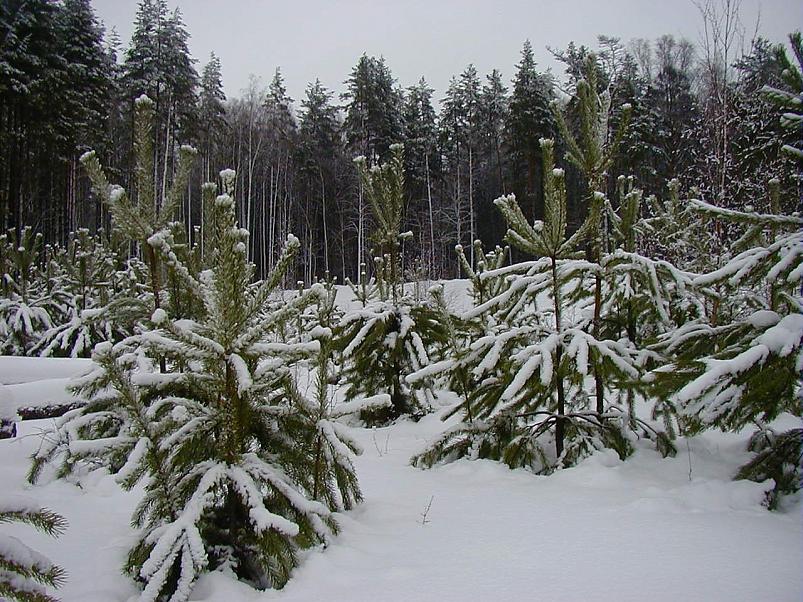 Suuskadel Ahunapalus 07