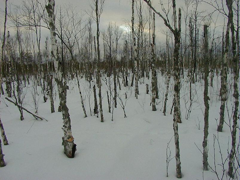 Suuskadel Ahunapalus 07