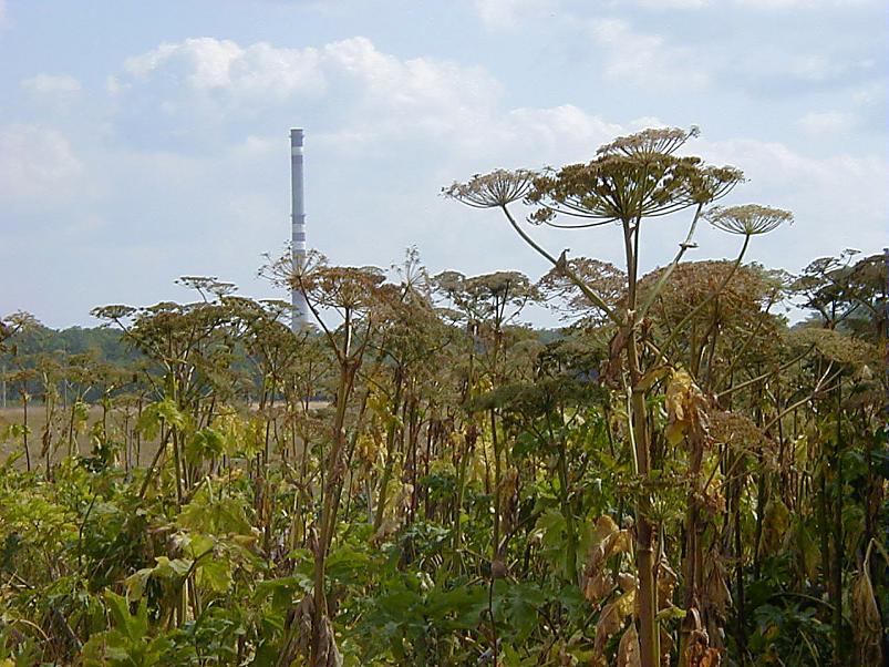 Pankrannikul I aug. 2006