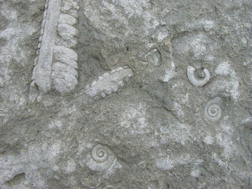 Pankrannikul I aug. 2006