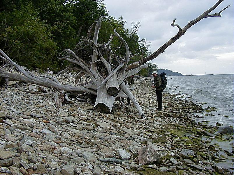 Pankrannikul I aug. 2006