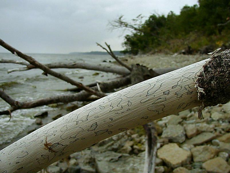 Pankrannikul I aug. 2006