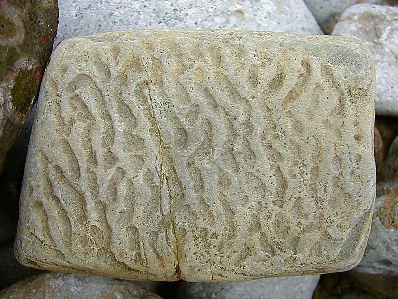 Pankrannikul I aug. 2006