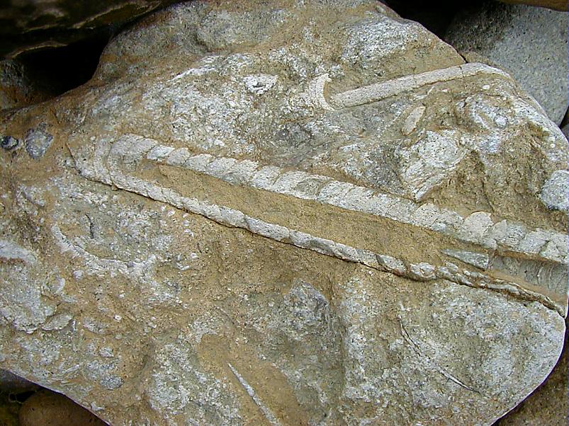 Pankrannikul I aug. 2006